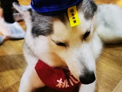 -Husky Go! 哈士奇体验馆·宠物咖啡厅狗咖