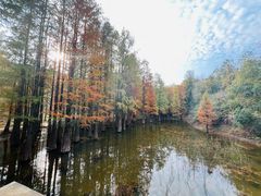 -青龙山国家森林公园