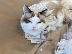 -怪兽屋·羊驼·猫咖·狗咖(俊华广场店)