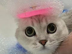 -车接车送·寄养洗护·德文猫舍(大宁店)