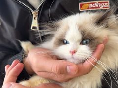 -喵百万·布偶·蓝金金渐层英短·猫舍(百子湾店)
