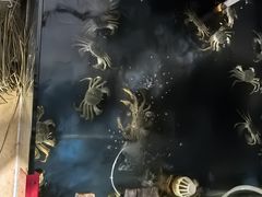 -渔娘蟹庄(阳澄湖莲花岛店)