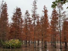 -白鹭湾湿地公园