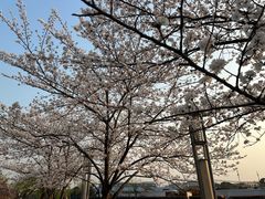 -高东镇樱花园