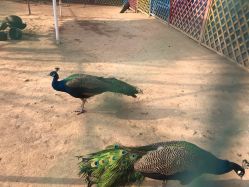 -萌宠亲子动物乐园(槐房万达店)