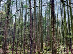 -武陵山森林公园