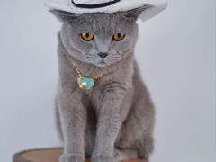 -帕帕拉兹宠物(亚洲旗舰店)