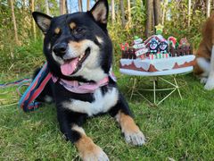 -前小桔亲子创意农场·草莓采摘·露营烧烤