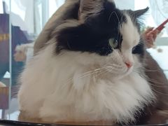 -共舞时光猫咖·狗咖(新街口店)