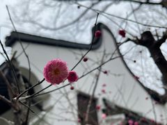 -上海醉白池公园