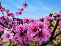 -桃源山庄·水蜜桃采摘·柴火鸡·烧烤团建(龙泉山店)