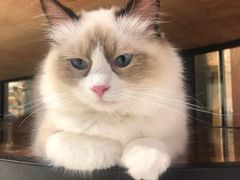 -藏猫猫咖啡主题馆(中央大道店)