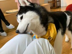 -Husky Go! 哈士奇体验馆·宠物咖啡厅狗咖