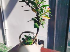 -知亘茶食