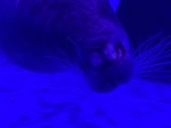 -上海海昌海洋公园-冰山北极馆