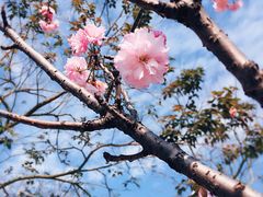 -天适樱花悠乐园