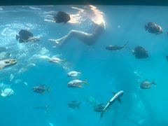 -瑞德姆美人鱼海底演艺主题餐厅(亚龙湾店)