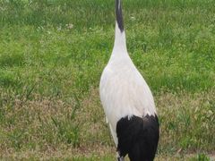 -盐城丹顶鹤湿地生态旅游区