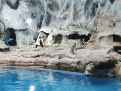 -帝企鹅自助餐厅•儿童岛•真企鹅(长隆企鹅酒店)