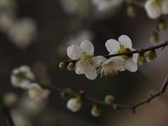 -国家植物园