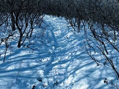 -北京西山国家森林公园