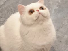 -More Fun猫咖 二十只万元加菲主题