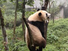 -中国大熊猫保护研究中心雅安碧峰峡基地