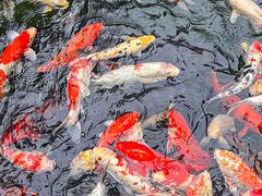 -新世纪大酒楼·30年南海菜