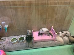-藦茜花园宠物主题亲子互动体验馆(国顺东路店)