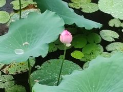 -荔湾湖公园