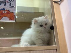 -屋虎猫馆(宝安大仟里店)