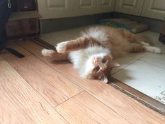 -芭比堂动物医院·犬猫全科·异宠专科(雁塔分院)