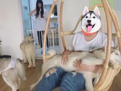 -Husky Go! 哈士奇体验馆·宠物咖啡厅狗咖