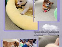 -逗柴咖啡屋·狗咖猫咖宠物桌游