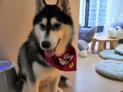 -Husky Go! 哈士奇体验馆·宠物咖啡厅狗咖