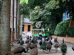 -西双版纳原始森林公园
