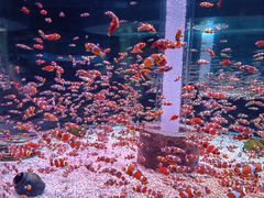 -海合安成都极地海洋公园