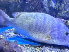 -太平洋海底世界