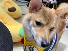 -逗柴咖啡屋·狗咖猫咖宠物桌游