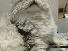 -瑞派康怡24h宠物医院·犬猫医疗中心·微创绝育(瑞景分院)
