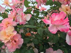 -巴奴毛肚火锅(安阳相州店)