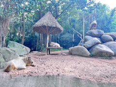 -广州长隆野生动物世界
