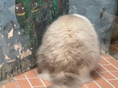 -猫咪博物馆(顶澳仔猫街店)