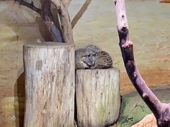 -正佳雨林生态植物园
