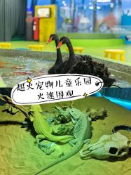 -七巧国萌宠乐园(龙湖天街店)