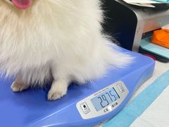 -半岛宠物医院24小时(西派城店)