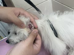 -北京观赏动物医院·24小时大型综合·猫专科·异宠专科