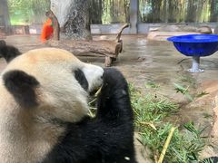 -海南热带野生动植物园