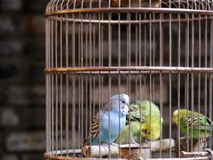 -鱼桥巷·美学川菜