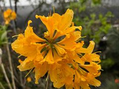 -龙大花卉苗木市场